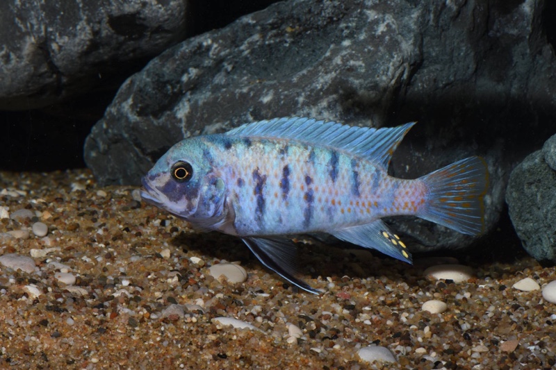 Maylandia zebra 'Chizumulu Island'